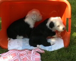 Cindy und Charly in der Transportbox