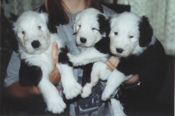 Charly, Cindy und Curly