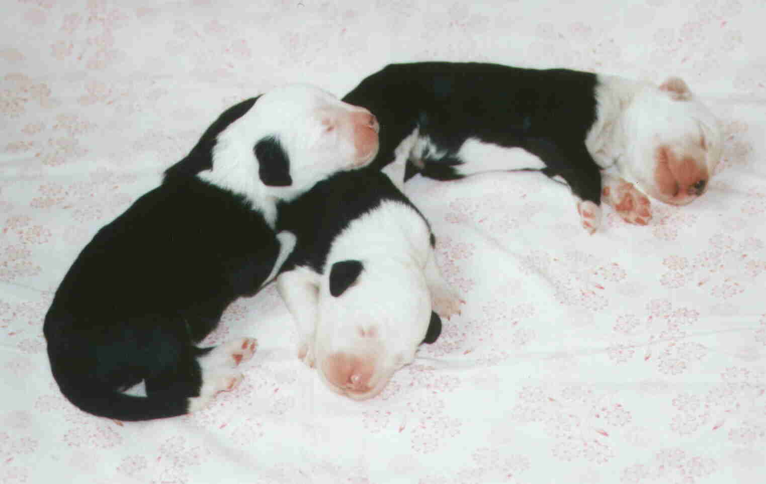 Charly, Curly und Cindy am dritten Tag