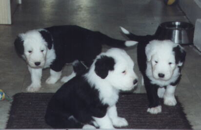 Curly, Charly und Cindy