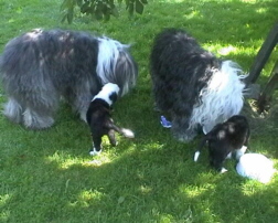 Archie, Curly, Isabell und Charly