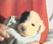 Babsy