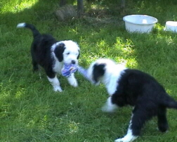 Curly und Cindy beim Krftemessen